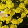 Chrysanthemum x hort. 'Citronella'