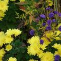 Chrysanthemum x hort. 'Citronella', Chrysanthemum x hort. 'Citronella'