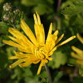 Chrysanthemum x hort. 'Tante Heti'