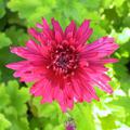 Chrysanthemum x hortorum 'Reiherberg'