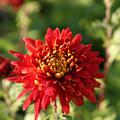 Chrysanthemum x hort. 'Brennpunkt'