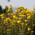 Chrysopsis speciosa 'Golden Sunshine'