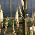 Cimicifuga racemosa var.cordifolia