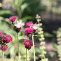 Cirsium rivulare 'Atropurpureum'