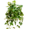 Cissus rhombifolia 'Ellen Danica', Ranker, im 17cm Topf, Hhe 40cm, Breite 35cm