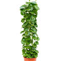 Cissus rotundifolia, Sule, im 24cm Topf, Hhe 120cm, Breite 30cm