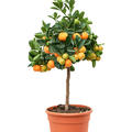 Citrus (Citrofortunella) calamondin, Stamm, im 18cm Topf, Hhe 55cm, Breite 30cm