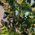 Citrus (Citrofortunella) calamondin, Citrus (Citrofortunella) calamondin