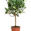 Citrus aurantifolia 'Green lime', Stamm, im 21cm Topf, Hhe 65cm, Breite 35cm