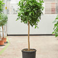 Citrus aurantifolia 'Lima Rossa', Stamm, im 38cm Topf, Hhe 170cm, Breite 60cm