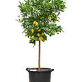 Citrus aurantifolia 'Limequat', Stamm, im 38cm Topf, Hhe 170cm, Breite 60cm