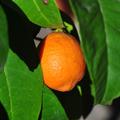 Limette orangefarben, Citrus aurantifolia - Die Limette, Zitrus