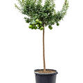 Citrus aurantium 'Chinotto', Stamm, im 38cm Topf, Hhe 160cm, Breite 65cm