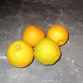 Citrus aurantium 'Chinotto', Citrus aurantium 'Chinotto'