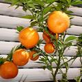 Chinotto, Citrus aurantium var. myrtifolia, die myrtenblättrige Zwergpomeranze