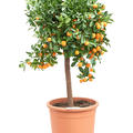 Citrus calamondin, Stamm, im 38cm Topf, Hhe 160cm, Breite 65cm