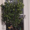 Citrus calamondin, Citrus calamondin