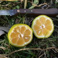 Citrus Keraji