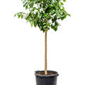 Citrus pompelmo 'Grapefruit', Stamm, im 38cm Topf, Hhe 160cm, Breite 65cm