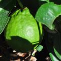 Citrus ponderosa (Citrus limon x Citrus medica), Blte im Winterquartier, Amerikanische Wunderzitrone
