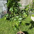 Citrus volkameriana, Volkamerzitrone September in Kiel