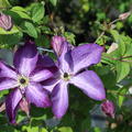 Clematis, Waldrebe 'Aotearo'