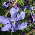 Clematis, Waldrebe 'Arabella' (Clematis integrifolia Arabella)