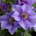 Clematis, Waldrebe 'Ashva'