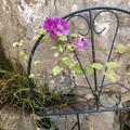 Clematis, Waldrebe 'Ashva', Clematis Hybride Ashva