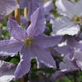 Clematis, Waldrebe 'Blekitny Aniol'