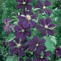 Clematis, Waldrebe 'Blue Belle'