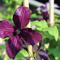 Clematis, Waldrebe 'Dark Eyes'