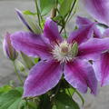 Clematis, Waldrebe 'Dr. Ruppel'