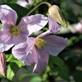 Clematis, Waldrebe 'Entel' in Hellrosa