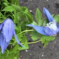 Clematis 'Francis Rivis' die mittelblauen Blten