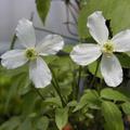 Clematis, Waldrebe 'Grandiflora' (Clematis montana Grandiflora)