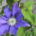 Clematis, Waldrebe 'H.F. Young' blaue Blute