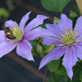 Clematis 'Justa' helle, klare Bltenfarbe