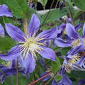 Clematis, Waldrebe 'Juuli' (Clematis integrifolia 'Juuli')