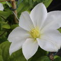 weisse Blte der Clematis 'Madame le Coultre'