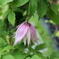 Clematis, Waldrebe 'Markhams Pink' (Clematis macropetala 'Markhams Pink')