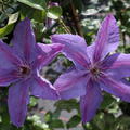 Clematis Walrebe 'Minister (Clematis Hybride Minister)