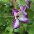 Clematis, Waldrebe 'Minuet'