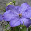 Clematis, Waldrebe 'Mrs Cholmonderley'