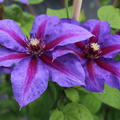 Clematis Violette Blüte