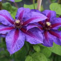 Clematis Violette Blte