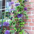 Clematis, Waldrebe 'Multi Blue', Clematis Hybride Multi Blue