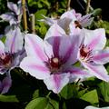 Clematis, Waldrebe 'Nelly Moser'