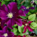 Clematis Hybride Niobe blht rot