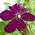 Clematis, Waldrebe 'Niobe', Clematis Hybride Niobe